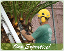 Arborcare team member trimming a palm tree